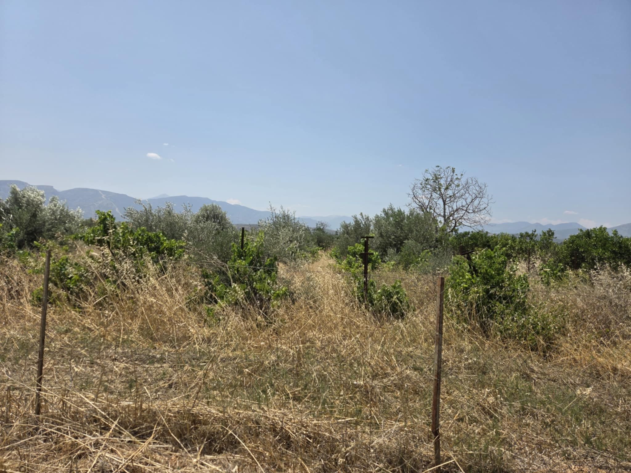 Αγροτεμάχιο 6000 τ.μ. σε πλειστηριασμό Δήμος Άργους - Μυκηνών