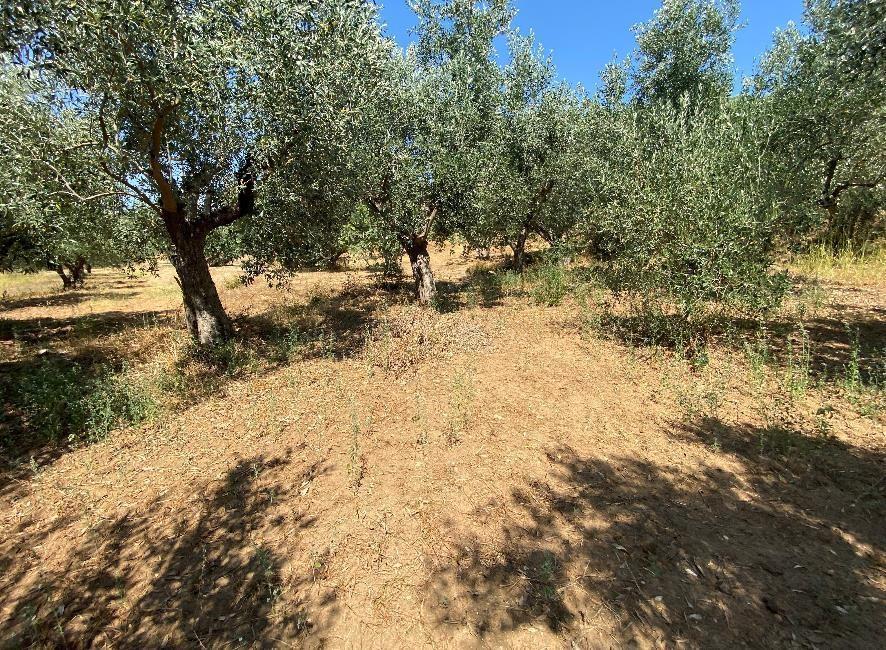 Αγροτεμάχιο  σε πλειστηριασμό Δήμος Μεσσήνης