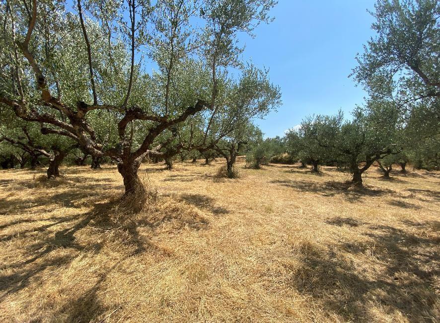 Αγροτεμάχιο  σε πλειστηριασμό Δήμος Μεσσήνης