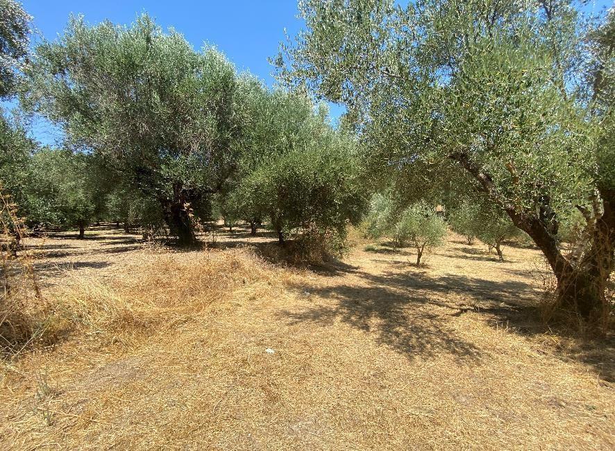 Αγροτεμάχιο  σε πλειστηριασμό Δήμος Μεσσήνης