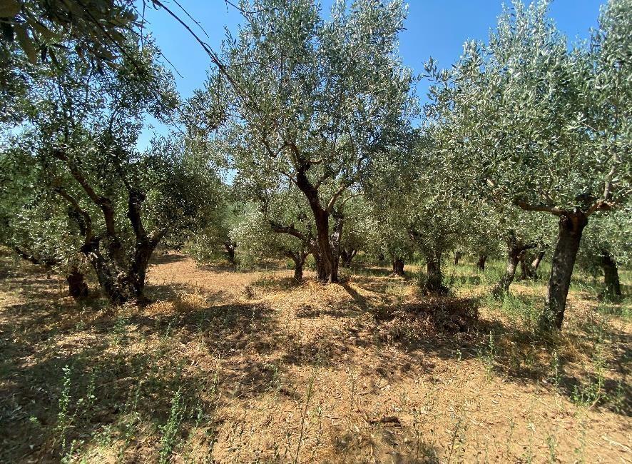 Αγροτεμάχιο  σε πλειστηριασμό Δήμος Μεσσήνης