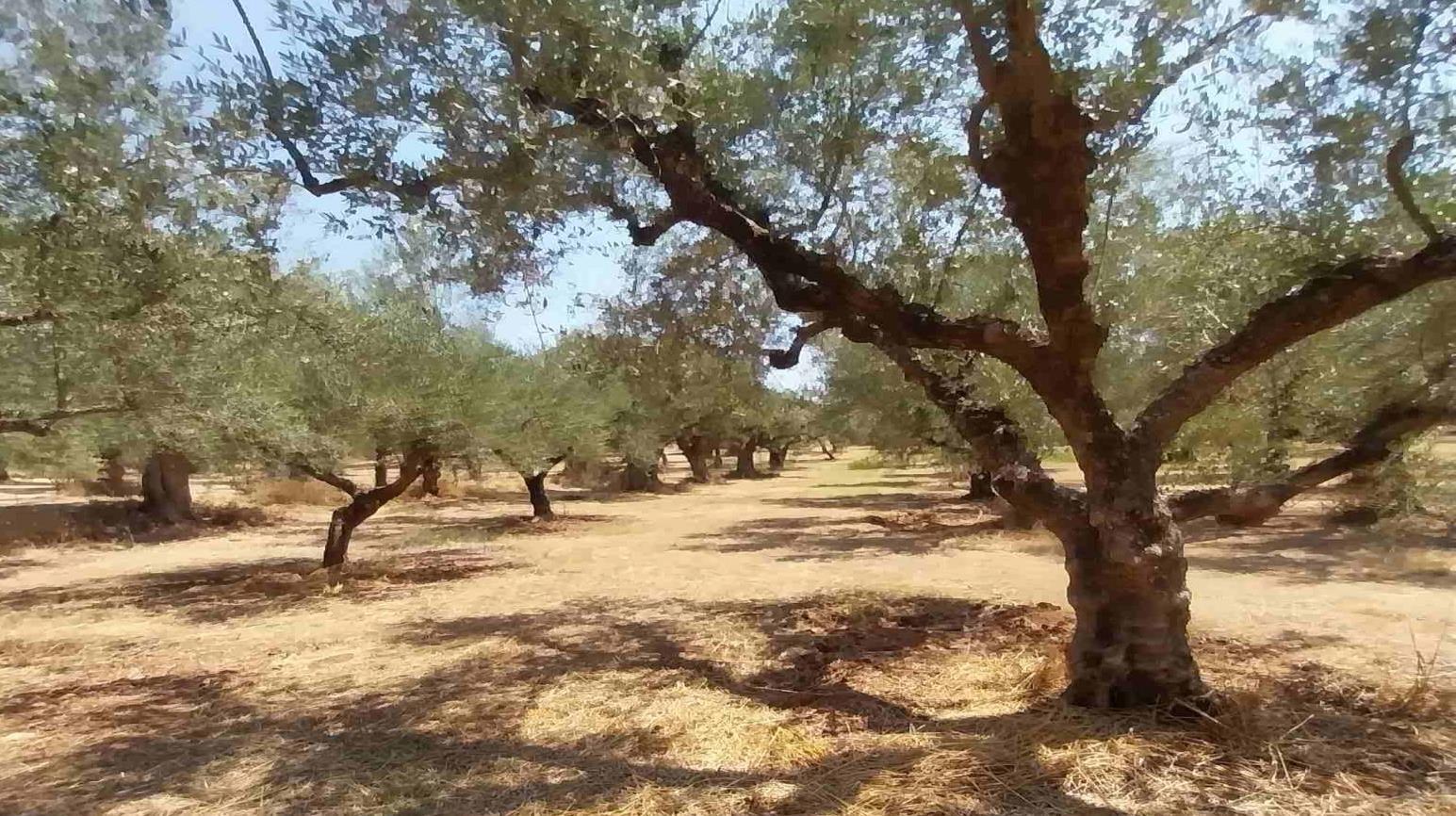 Αγροτεμάχιο  σε πλειστηριασμό Δήμος Μεσσήνης