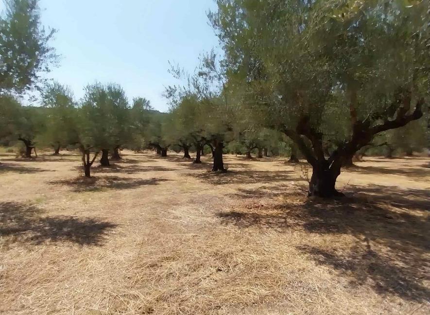 Αγροτεμάχιο  σε πλειστηριασμό Δήμος Μεσσήνης