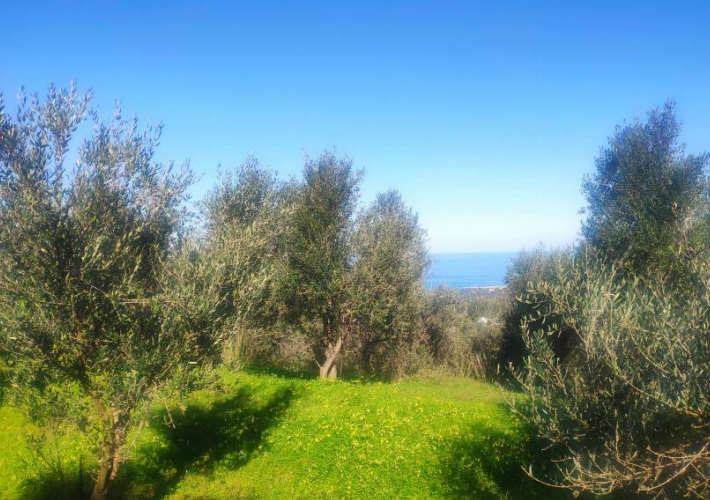 Αγροτεμάχιο 5.982 τ.μ.