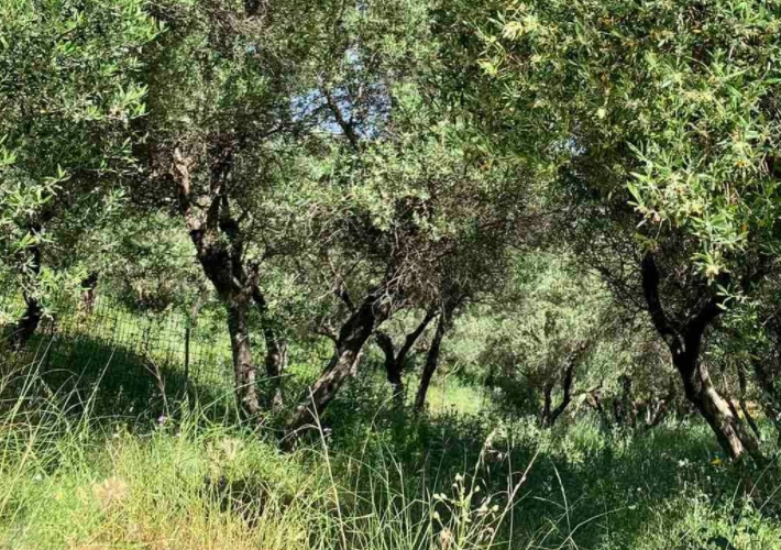 Αγροτεμάχιο - Ελαιώνας 8.046 τ.μ.