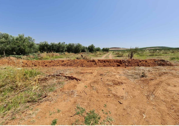 Αγροτεμάχιο - Ελαιώνας 15.500 τ.μ.