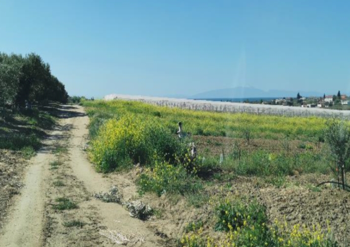 Αγροτεμάχιο - Αμπελώνας 6.500 τ.μ.