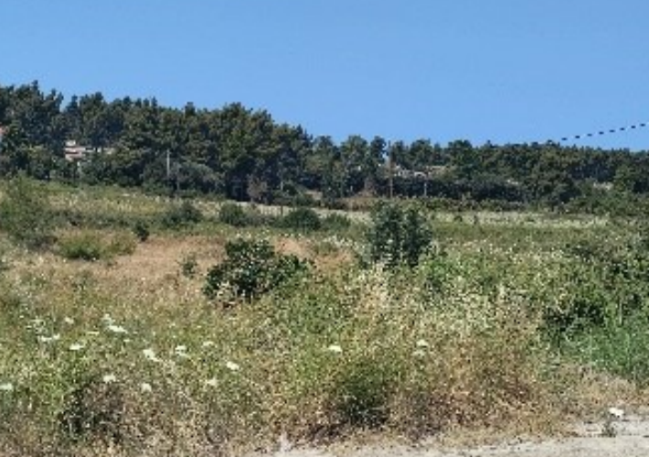 Αγροτεμάχιο 6.013 τ.μ.