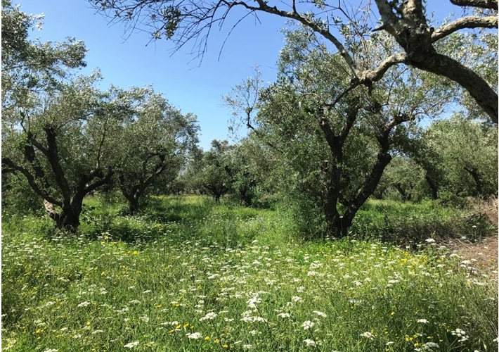 Αγροτεμάχιο - ελαιώνας 5.088 τ.μ.