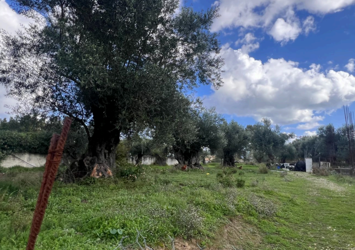 Αγροτεμάχιο - ελαιώνας 1.040 τ.μ.